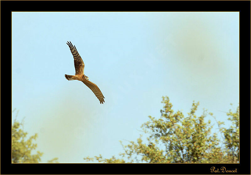 Montagu's Harrier