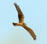 Montagu's Harrier