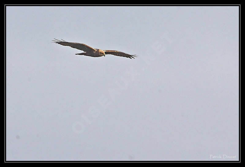 Western Marsh Harrier