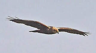 Western Marsh Harrier