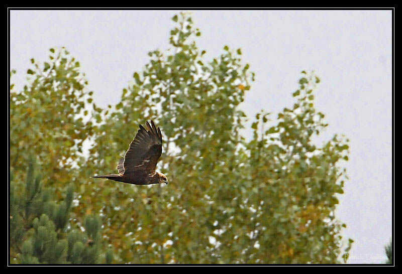 Western Marsh Harrier