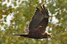 Western Marsh Harrier