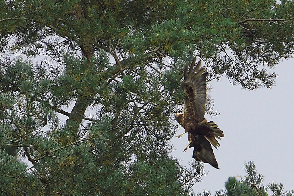 Western Marsh Harrier