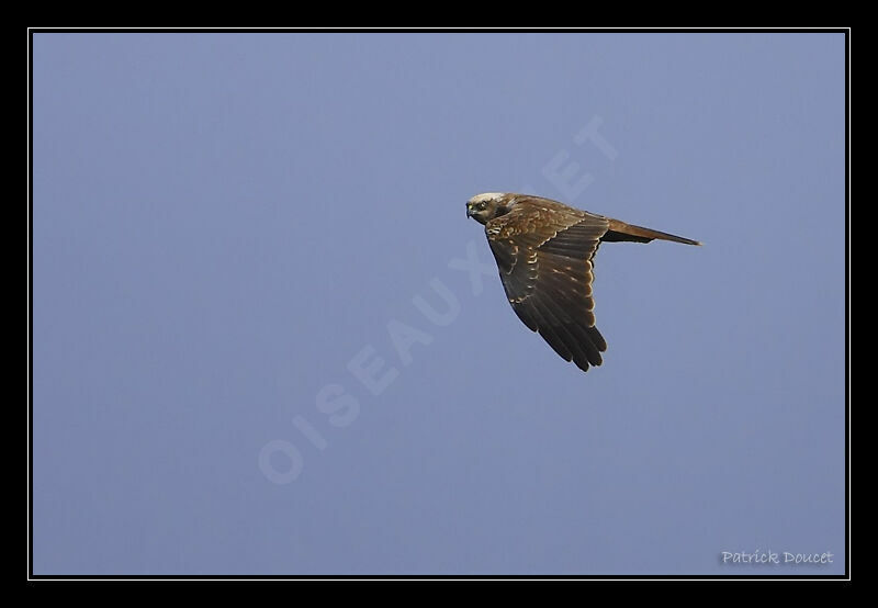 Western Marsh Harrier