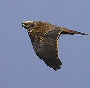 Western Marsh Harrier