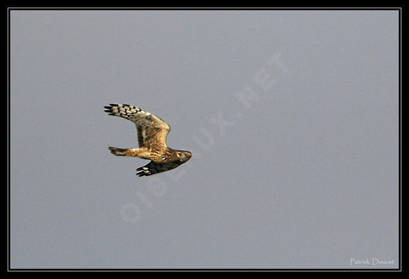 Hen Harrier