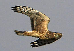 Hen Harrier