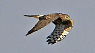 Hen Harrier