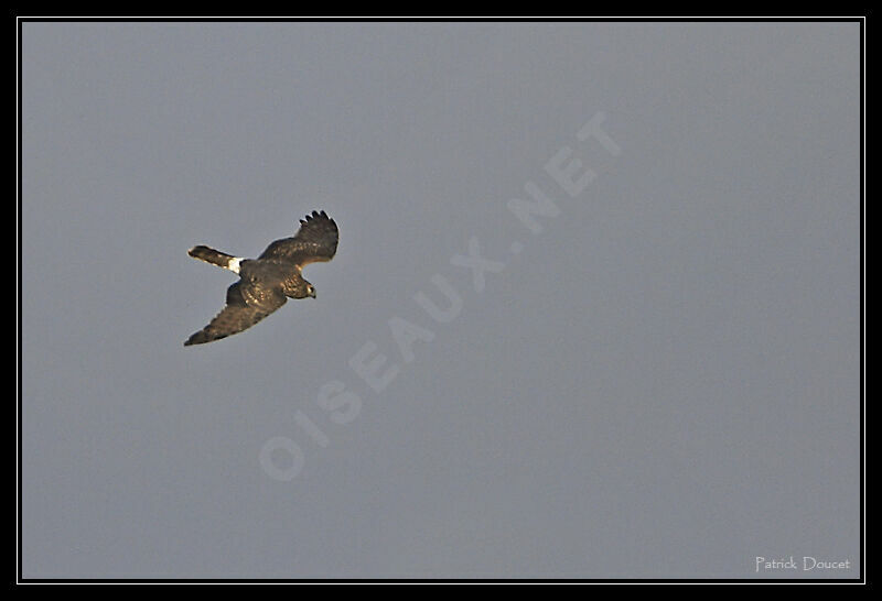 Hen Harrier