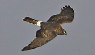 Hen Harrier