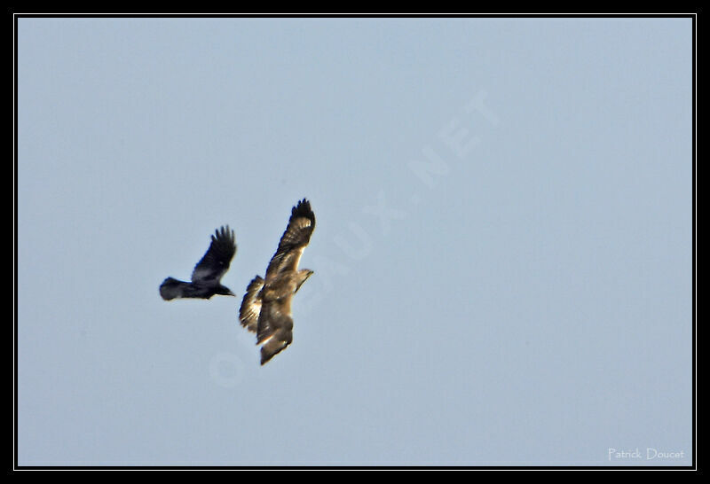 Rough-legged Buzzard