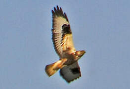 Rough-legged Buzzard