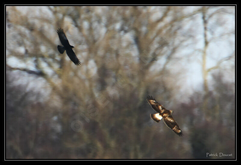 Rough-legged Buzzard