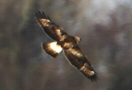 Rough-legged Buzzard