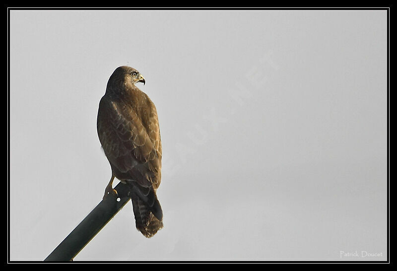 Common Buzzard