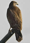 Common Buzzard