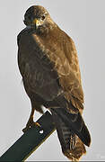 Common Buzzard