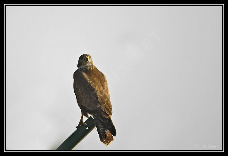 Common Buzzard