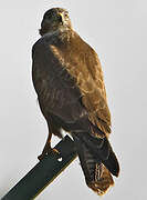 Common Buzzard