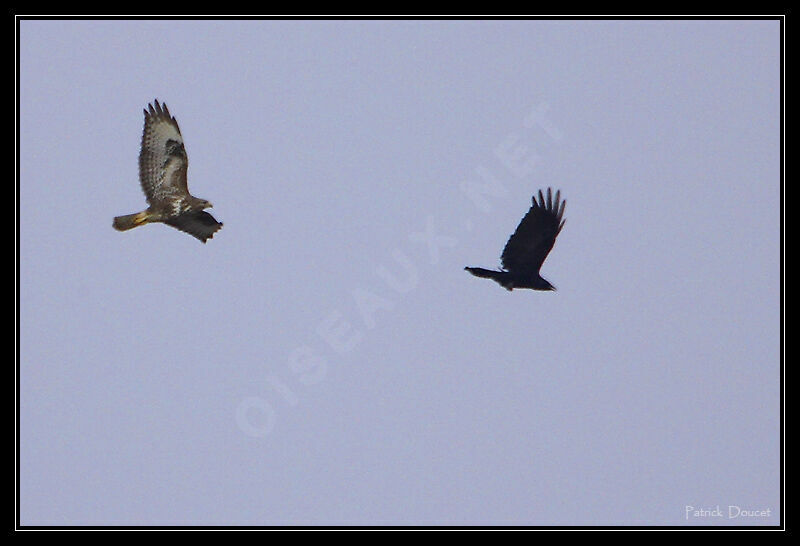 Common Buzzard