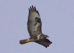 Common Buzzard