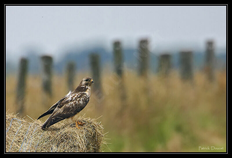 Common Buzzard