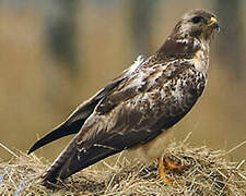 Common Buzzard