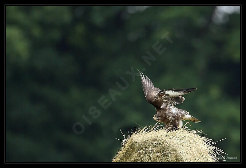 Buse variable