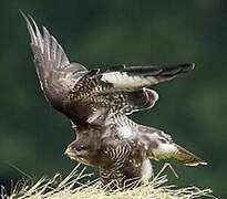 Common Buzzard