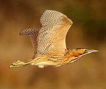 Eurasian Bittern