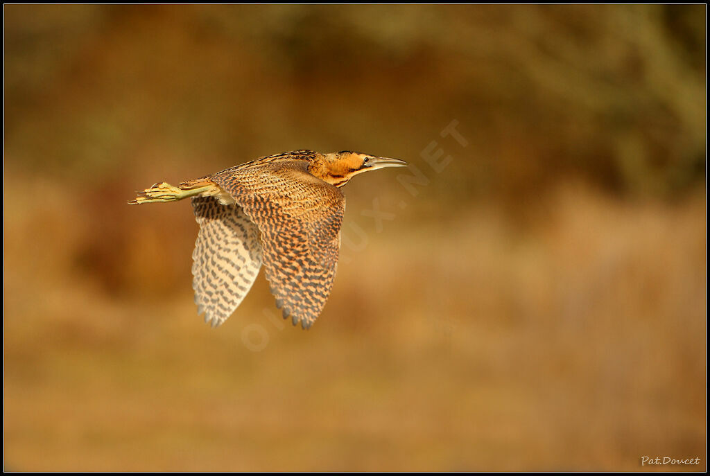 Eurasian Bittern