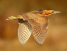 Eurasian Bittern