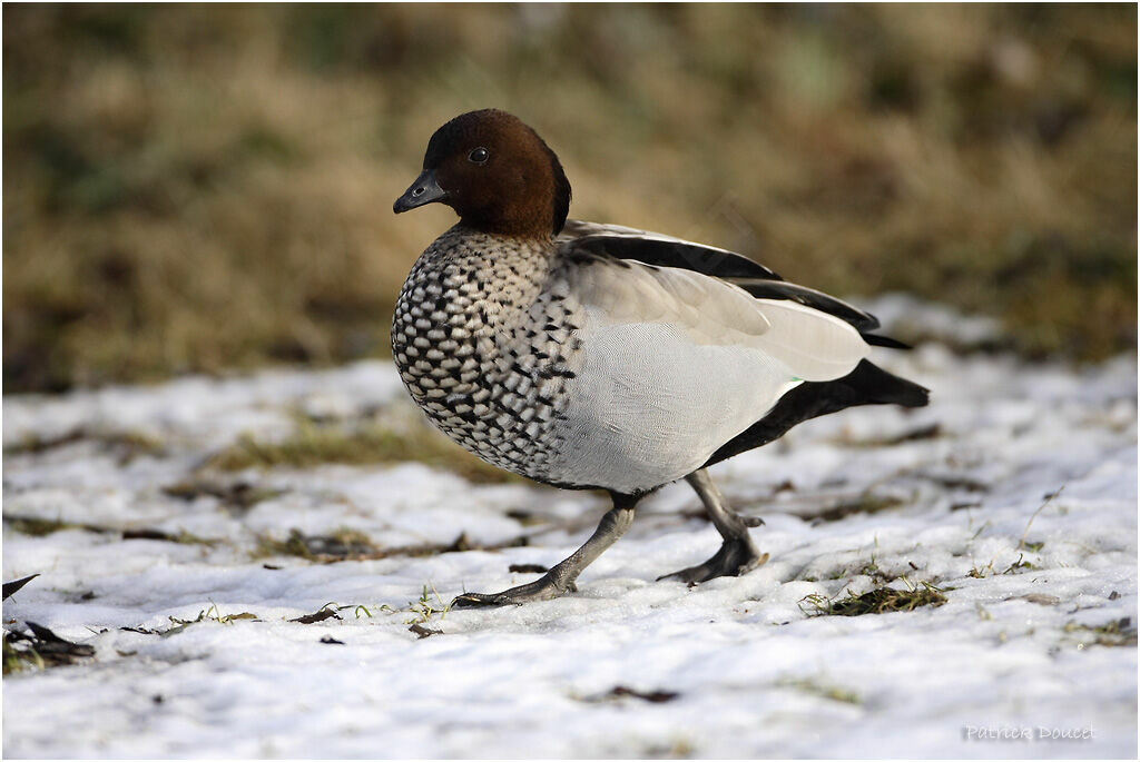 Canard à crinière