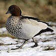 Canard à crinière