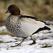 Canard à crinière