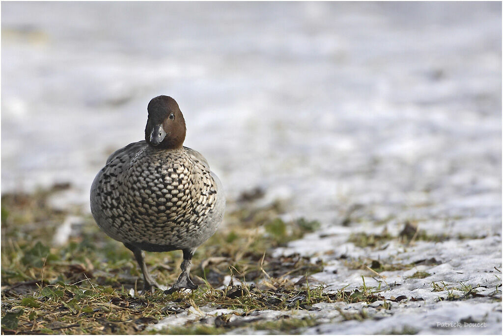 Canard à crinière