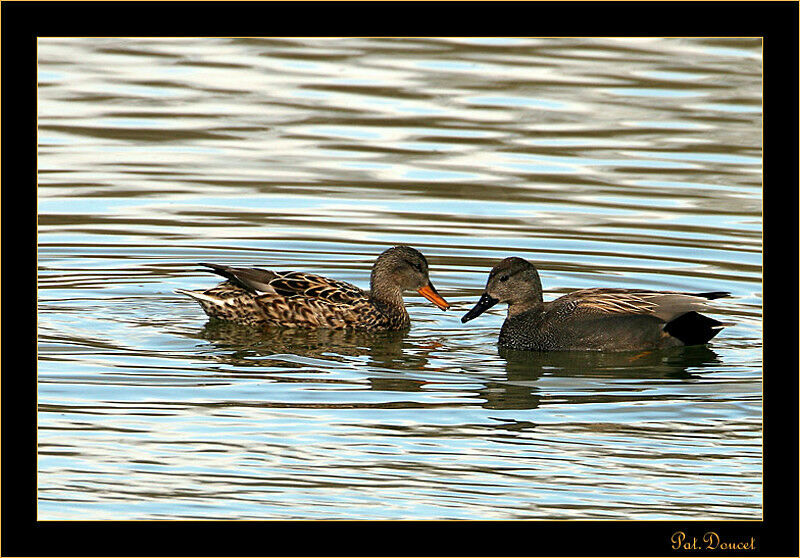 Gadwall 