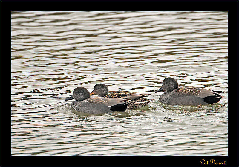 Gadwall