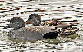 Gadwall