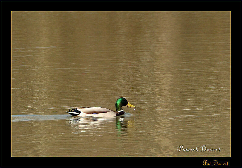 Canard colvert