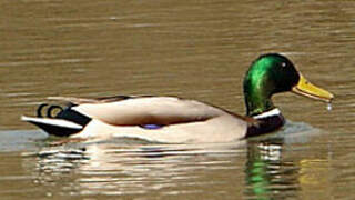 Canard colvert