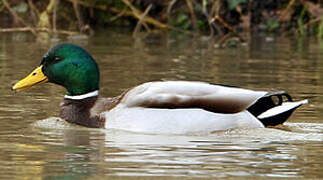 Canard colvert