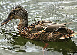 Canard colvert