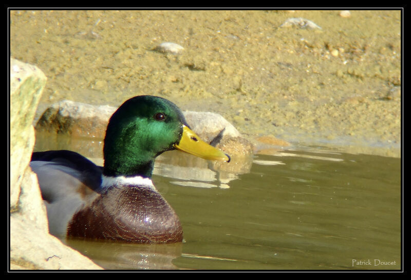 Canard colvert mâle