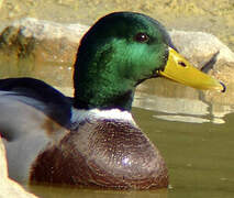 Canard colvert