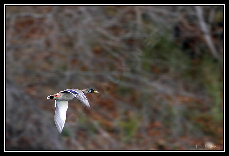 Canard colvert