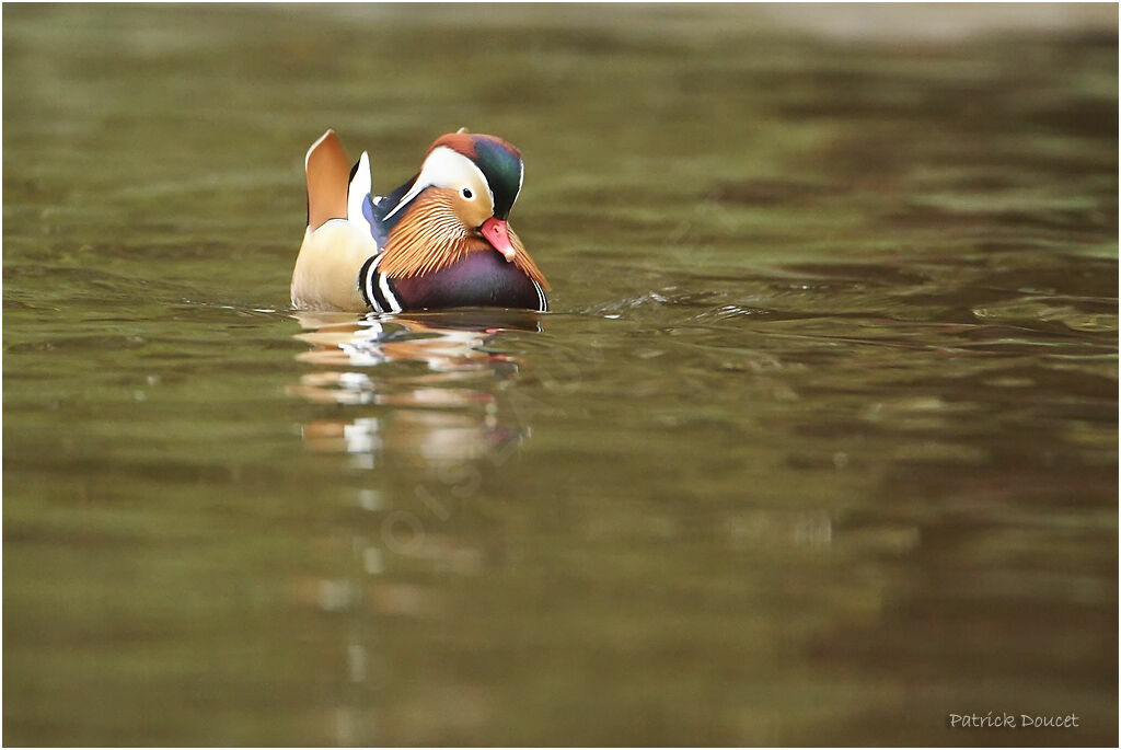 Mandarin Duck male