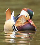 Canard mandarin