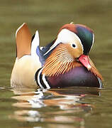 Mandarin Duck