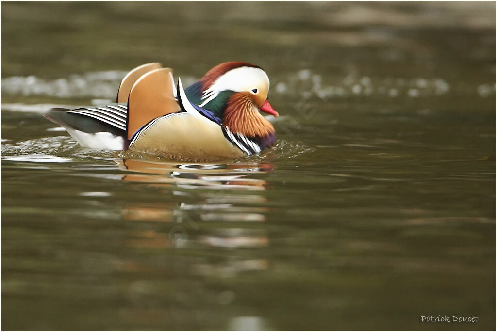 Mandarin Duck